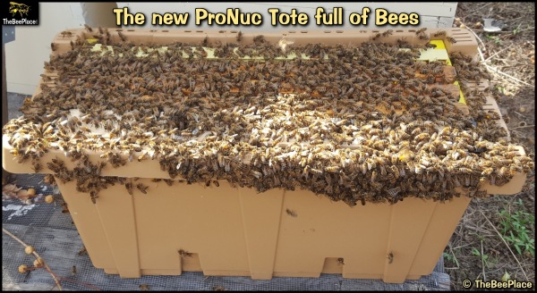 Package Bees for Sale