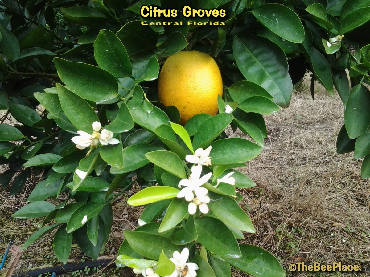 Citrus