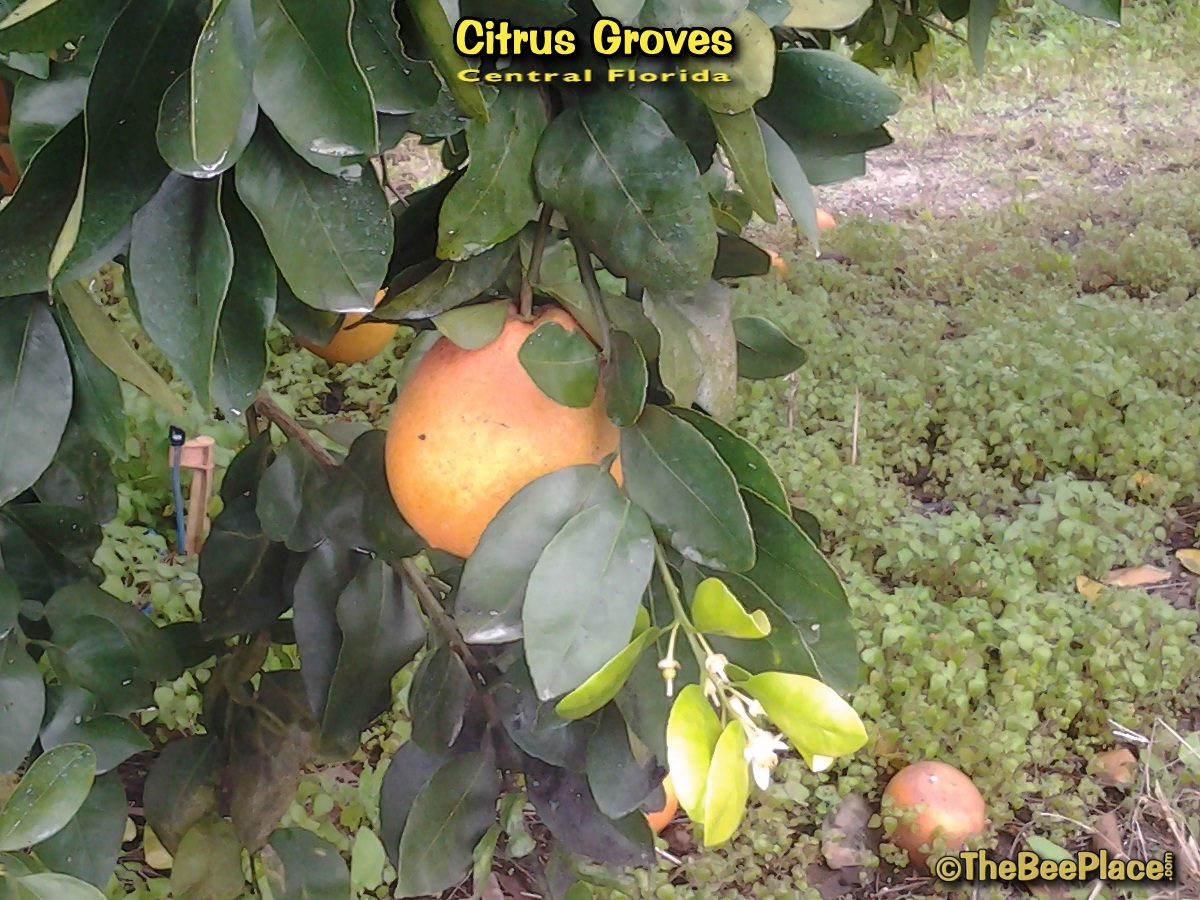 Citrus