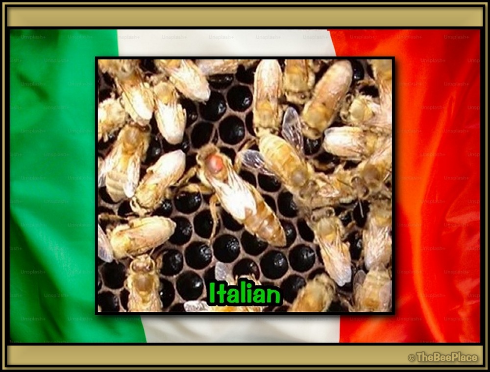 Italian Bees 01