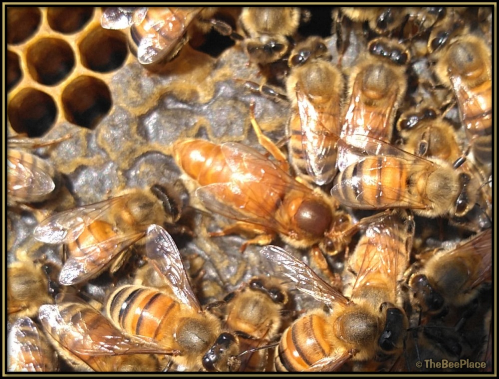 Italian Bees 02