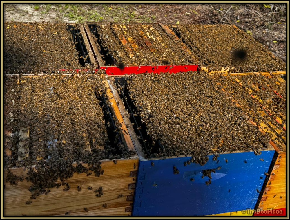 Italian Bees 03