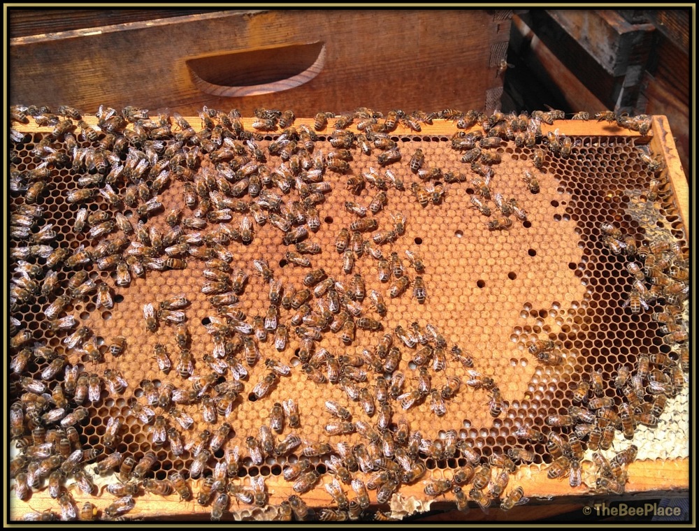 Italian Bees 05