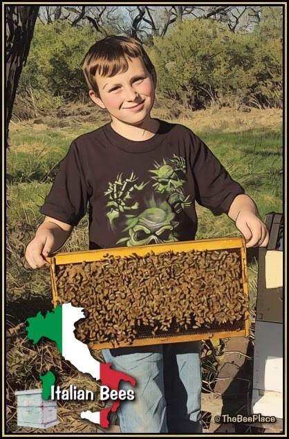 Italian Bees 07